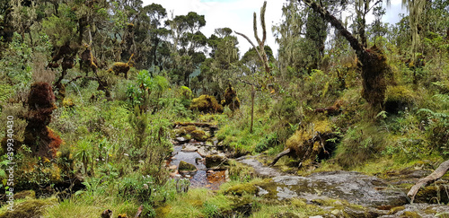 Mossy forest in Rwenzori Mountains National Park photo