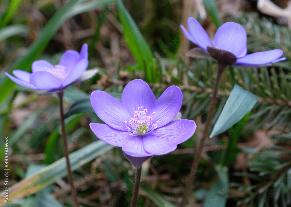 Leberblümchen Leberblümchen