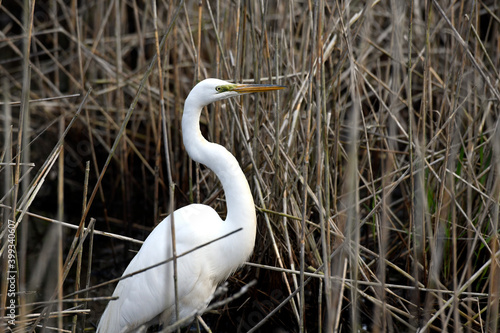 Great Egret in the Reeds