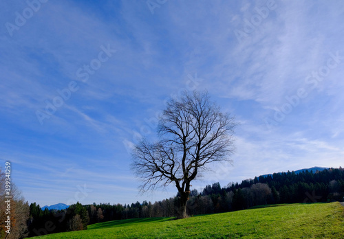 Baum mit Landschaft 
