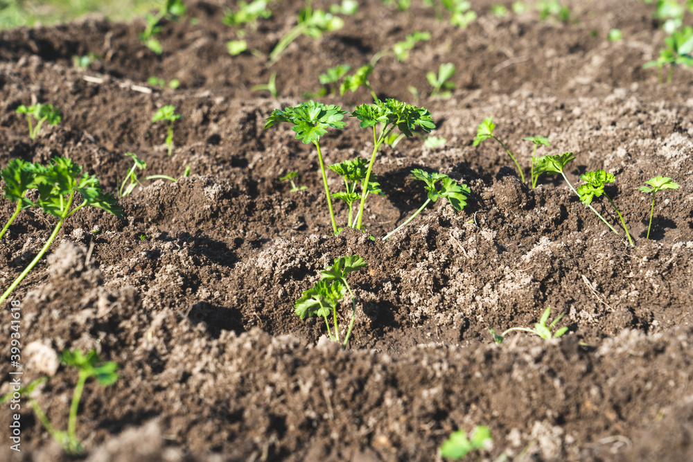 young parsley on the ground young parsley on the ground