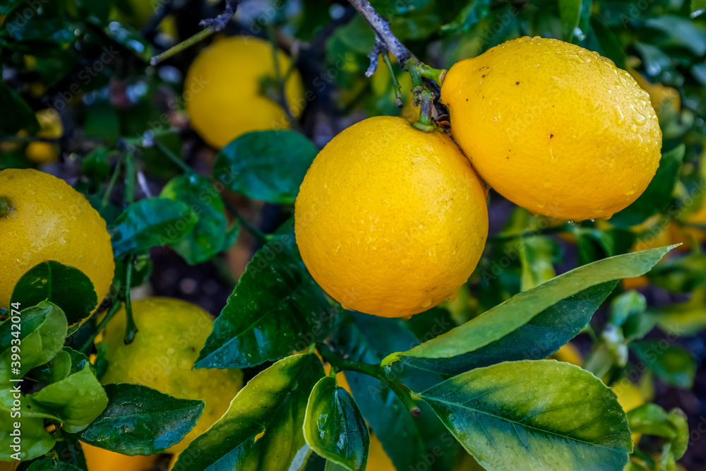 lemons on tree after rain storm in winter