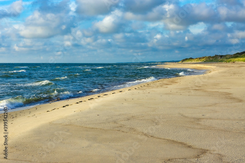 The sandy shore of the sea. Pine forest on the seashore. Waves on the Baltic Sea.