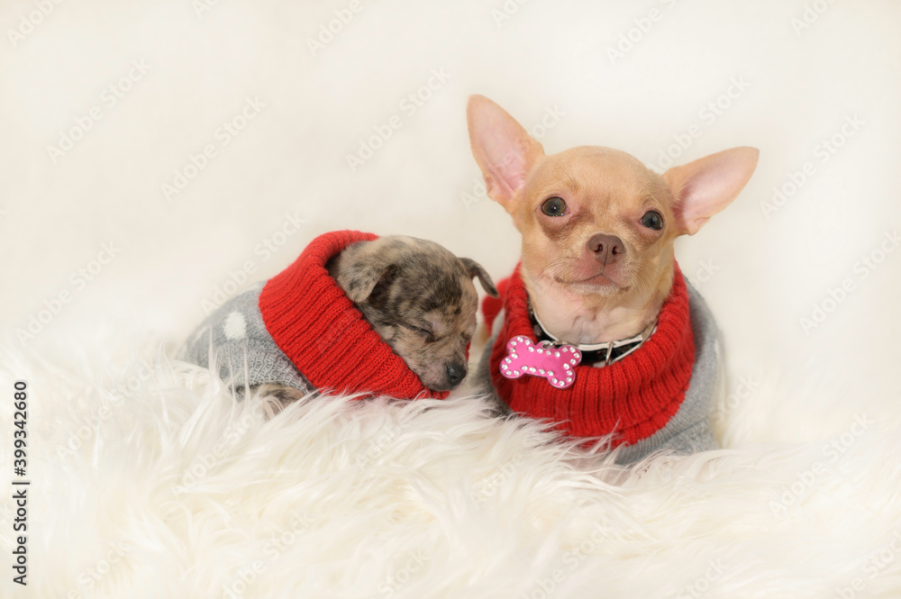 puppy and mom in dresses rest together puppy and mom in dresses rest together