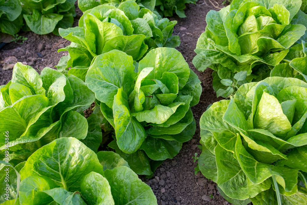 Green fresh lettuce field, agriculture concept photo. Green fresh lettuce field, agriculture concept photo.