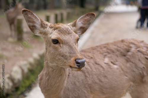奈良県の鹿 © Kazu8
