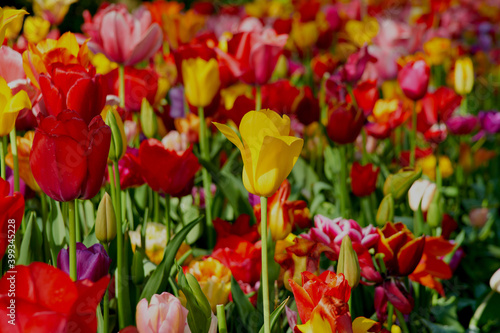 Flowers in full bloom and blossom in a myriad of color.