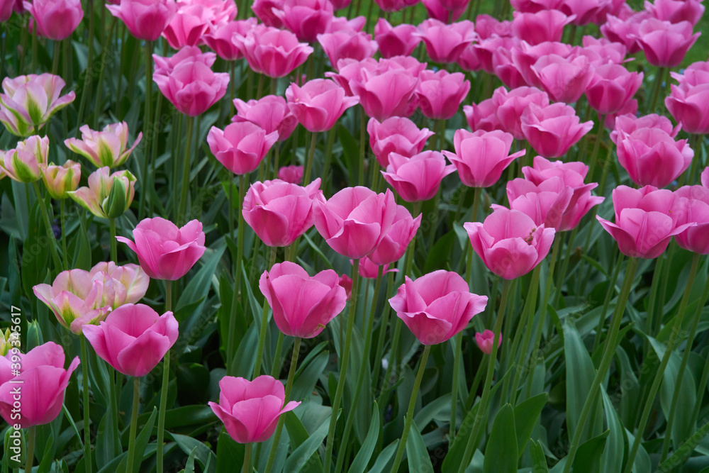 Flowers in full bloom and blossom in a myriad of color. Flowers in full bloom and blossom in a myriad of color.