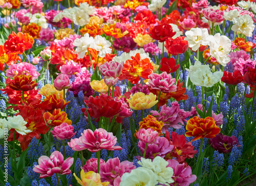 Flowers in full bloom and blossom in a myriad of color. © David English CPP
