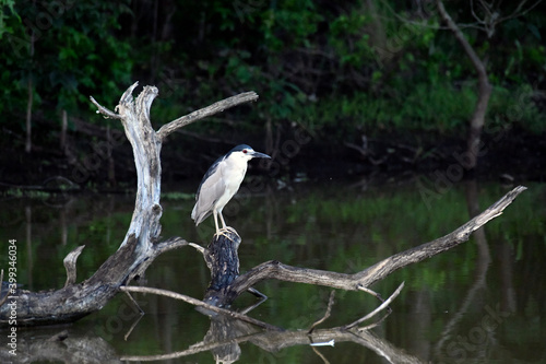 Black-crowned Night Heron on the Pond