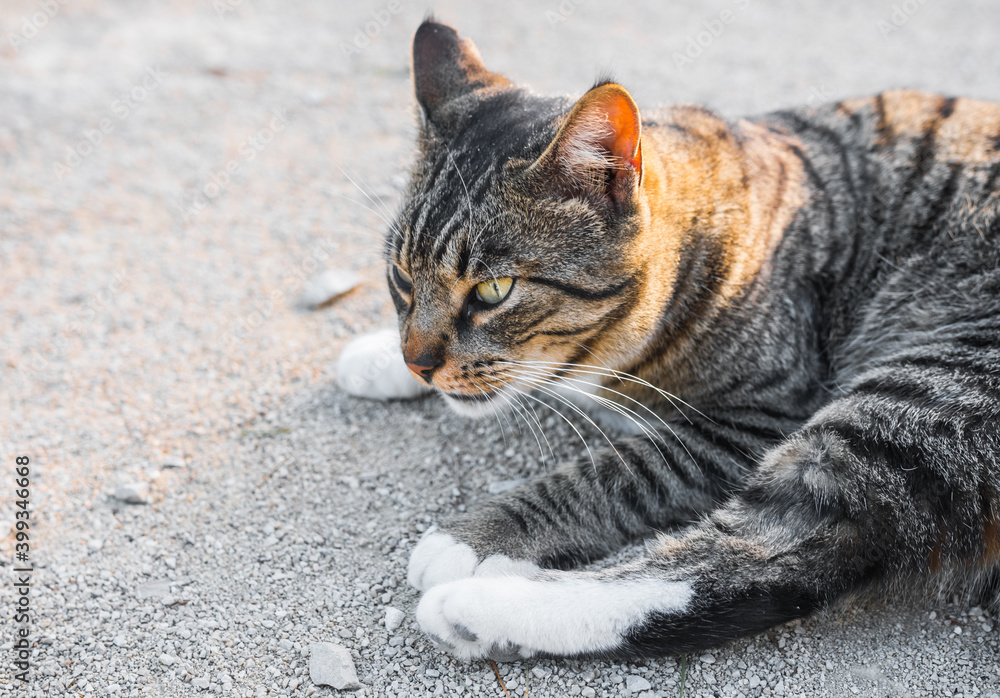 Beautiful cat close up resting outdoor in the street. Grey, white and black. Blurred background, perfect animal poster. Beautiful cat close up resting outdoor in the street. Grey, white and black. Blurred background, perfect animal poster.
