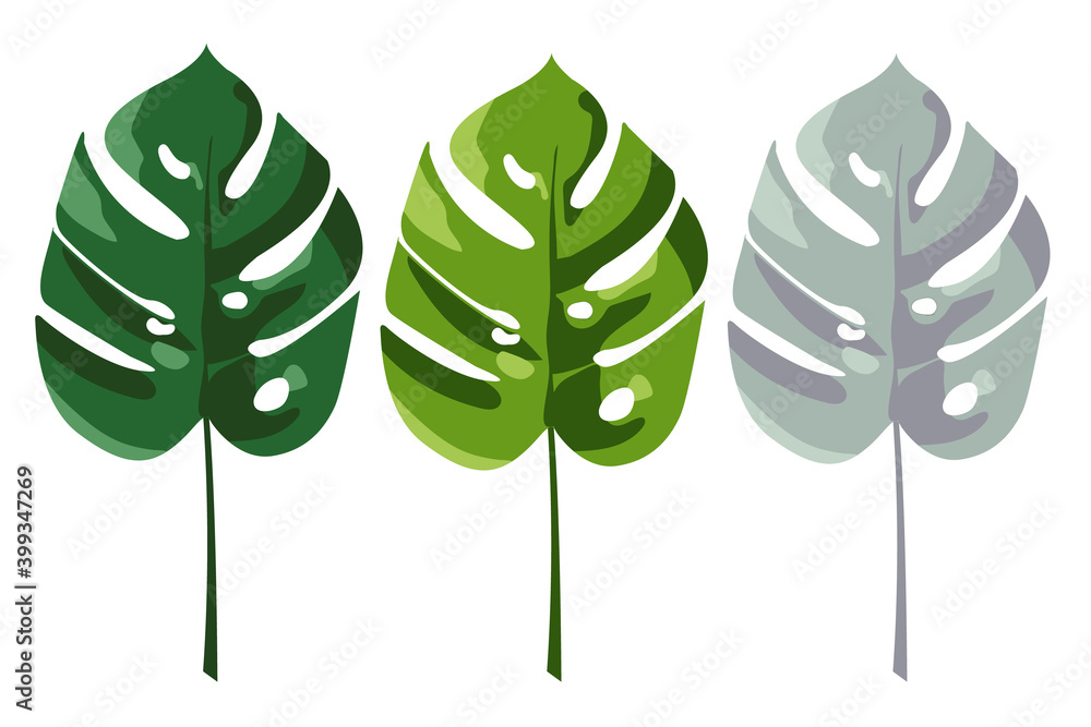 Beautiful hand drawn botanical vector illustration with tropical monstera leaves. Isolated over white background. Design for greeting card, poster, website Beautiful hand drawn botanical vector illustration with tropical monstera leaves. Isolated over white background. Design for greeting card, poster, website
