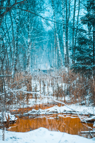 winter forest in the snow