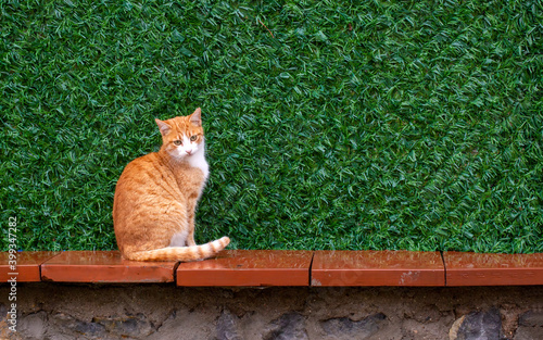 In orange color a cute stra...