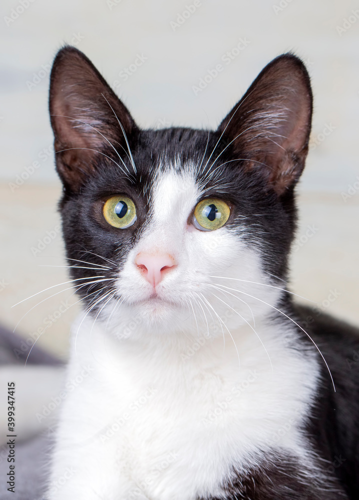 Big eared, tuxedo house cat