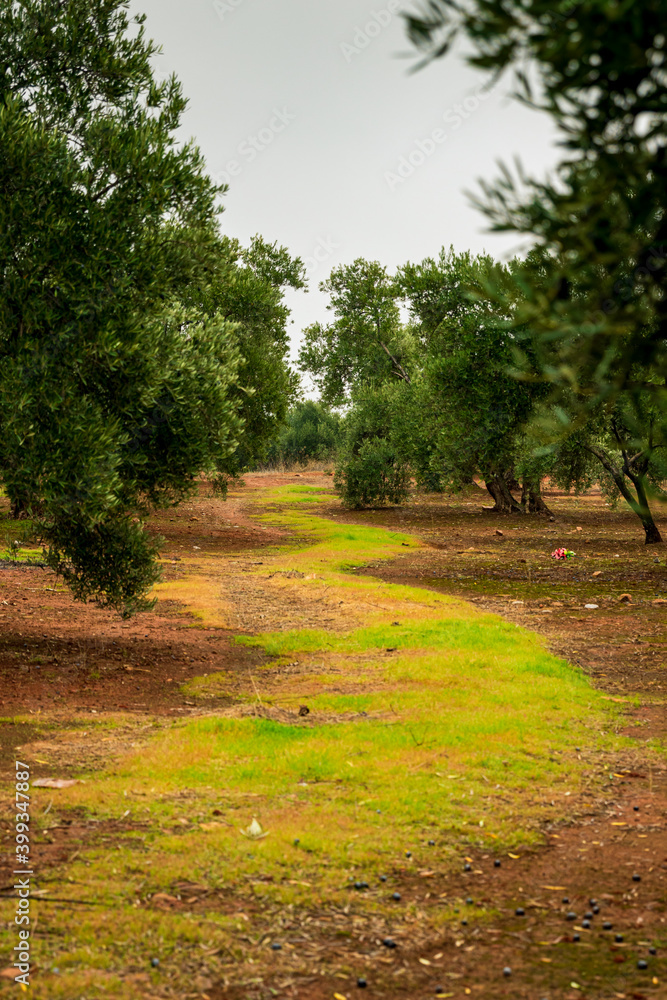 path between olive groves on a cloudy day