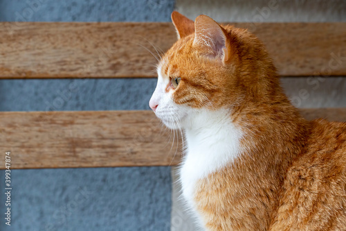 In orange color a cute stra...