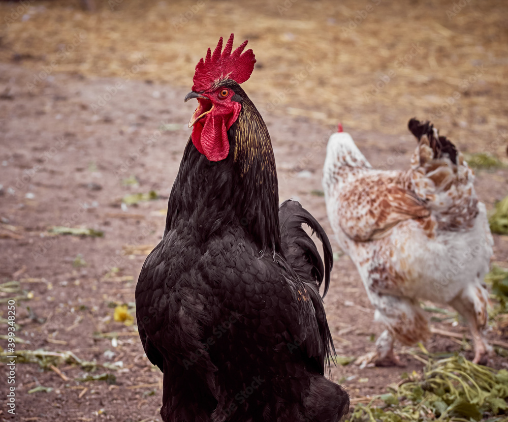 Rooster on a natural background.