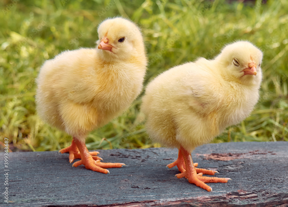 Little yellow cute baby chicks. Little yellow cute baby chicks.