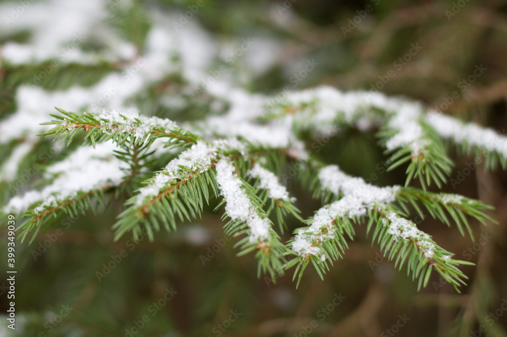 Christmas evergreen spruce tree with fresh snow in the forest, close-up Christmas evergreen spruce tree with fresh snow in the forest, close-up