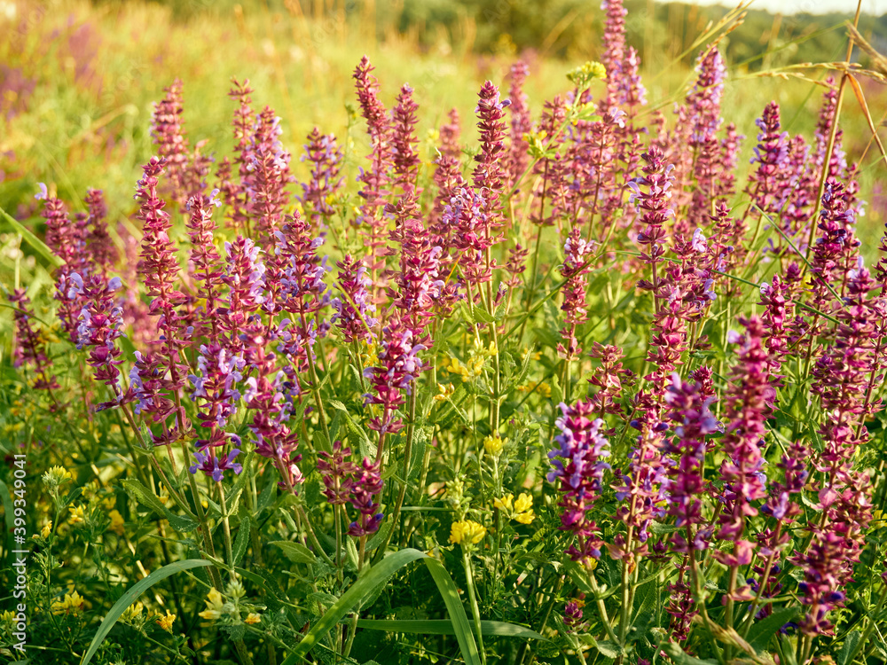 Naklejka premium Purple sage flowers blooms in the summer meadow.