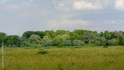 Sunny meadow with yellow wildflowers and forest in Bourgoyen nature reserve, Ghent, Flanders, Belgium