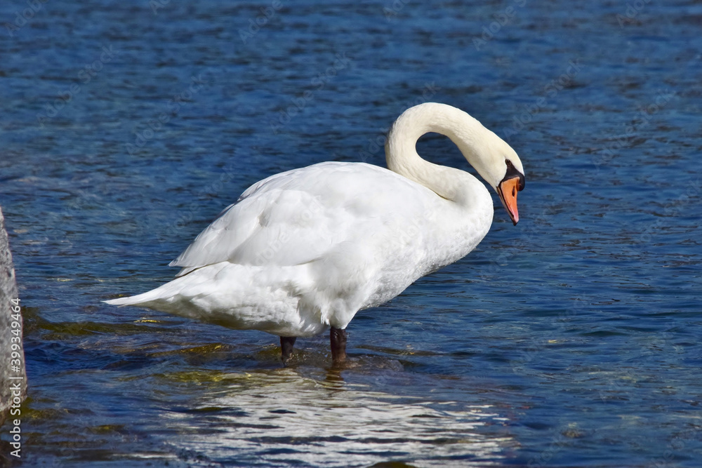 Im blauen Wasser des Sees spiegelt sich der weiße Schwan Im blauen Wasser des Sees spiegelt sich der weiße Schwan