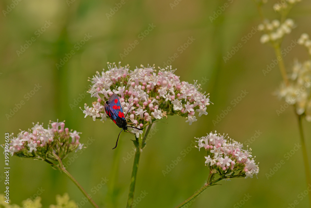 Five-spot burnet moth on a common valerian flowers, close up - Valeriana officinalis
Five-spot burnet moth on a common valerian flowers, close up - Valeriana officinalis