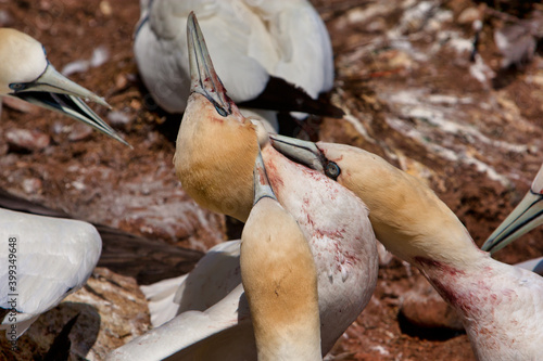 Fight to the death between gannets on Bonaventure Island, pierced, Quebec, Canada