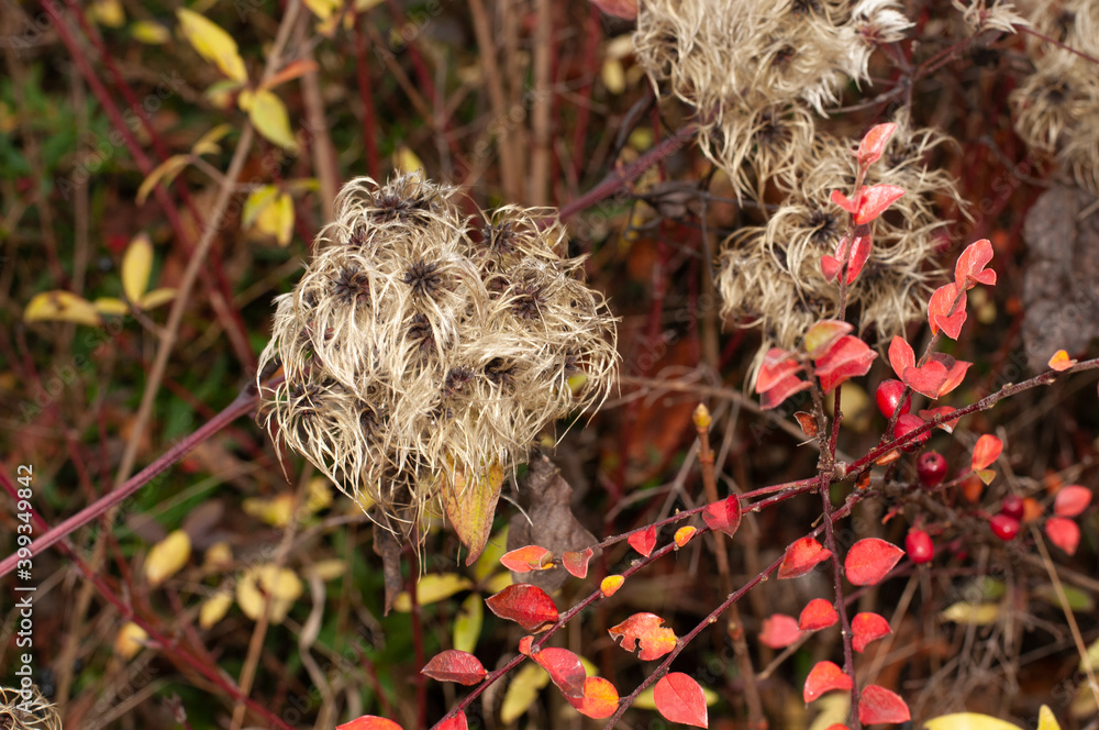 the decorative fluffy seeds of a clematis vitalba the decorative fluffy seeds of a clematis vitalba