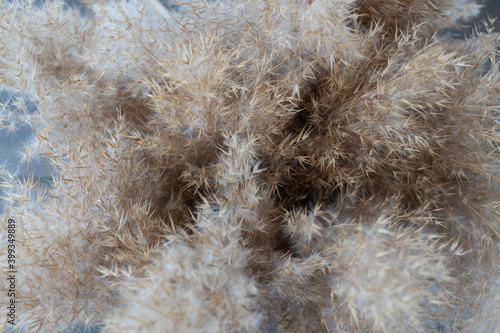 top view of big bunch of fluffy pampas grass Cortaderia selloana, soft focus, selective focus. natural background