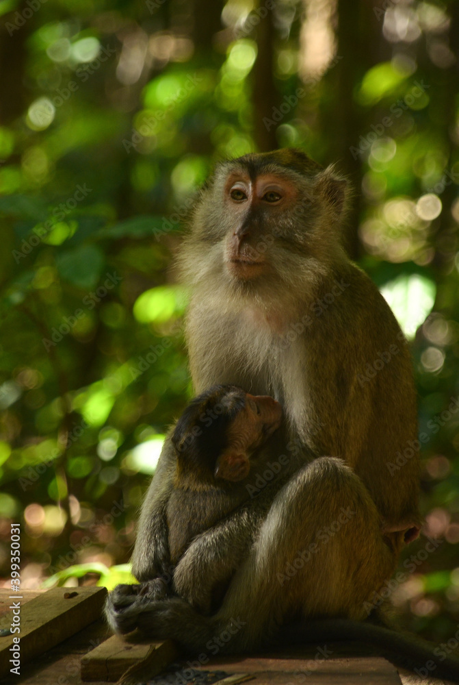 mother monkey hugging her child mother monkey hugging her child
