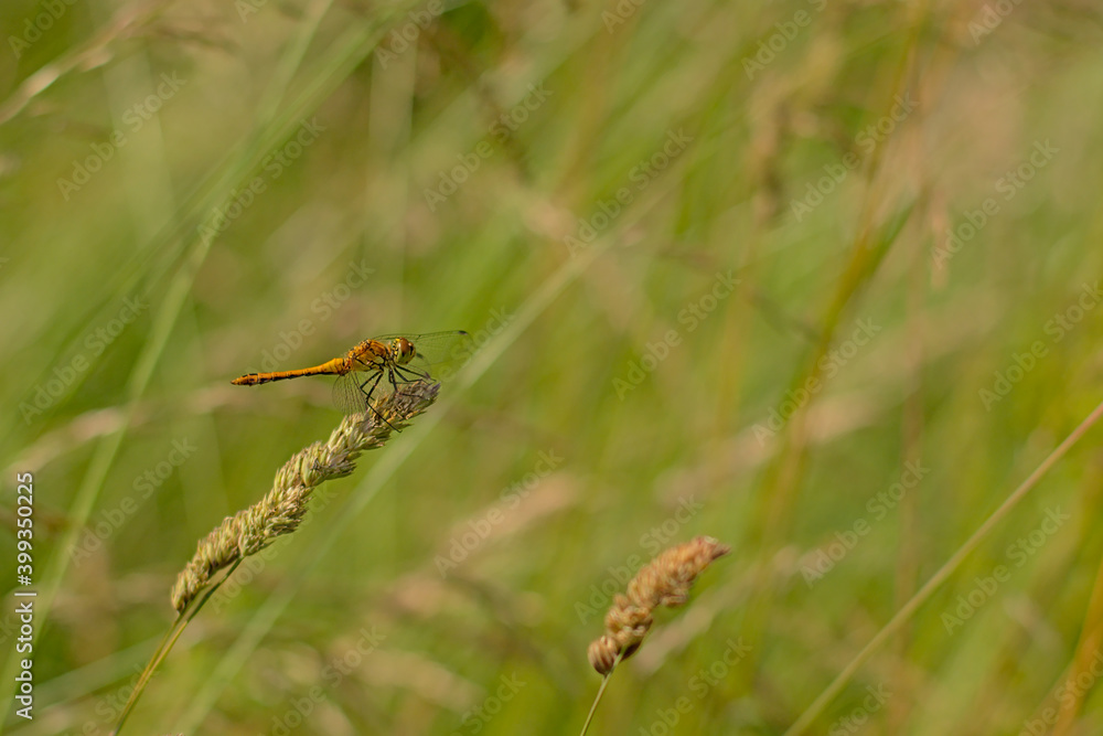 Common darter dragonfly sitting on a flowering grass halm - Sympetrum striolatum Common darter dragonfly sitting on a flowering grass halm - Sympetrum striolatum