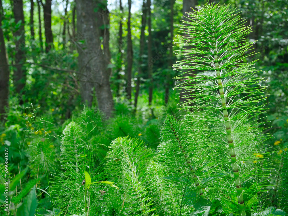 Skrzyp leśny (Equisetum sylvaticum L.) pokryty kroplami rosy w porannym świetle
Skrzyp leśny (Equisetum sylvaticum L.) pokryty kroplami rosy w porannym świetle