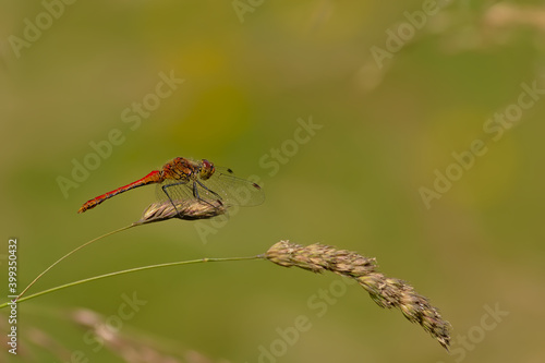 Common darter dragonfly sitting on a flowering grass halm - Sympetrum striolatum © Kristof Lauwers