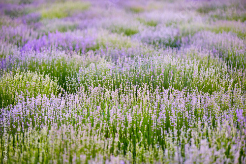 bright lavender bushes