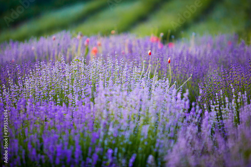 bright lavender bushes