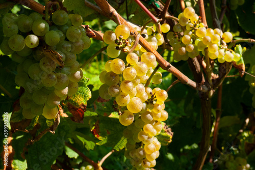 Rácimo de uvas blancas para la elaboración del vino txakoli, elaborado principalmente en las regiones costeras de Euskadi. photo