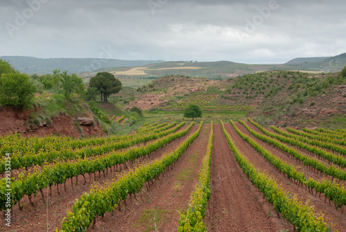Viñedo entre las localidades de Nájera y Azofra, en la provincia de La Rioja.  photo