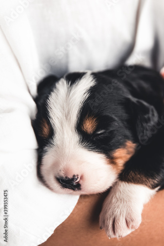 Bernese mountain dog puppy in female hands, care for animals