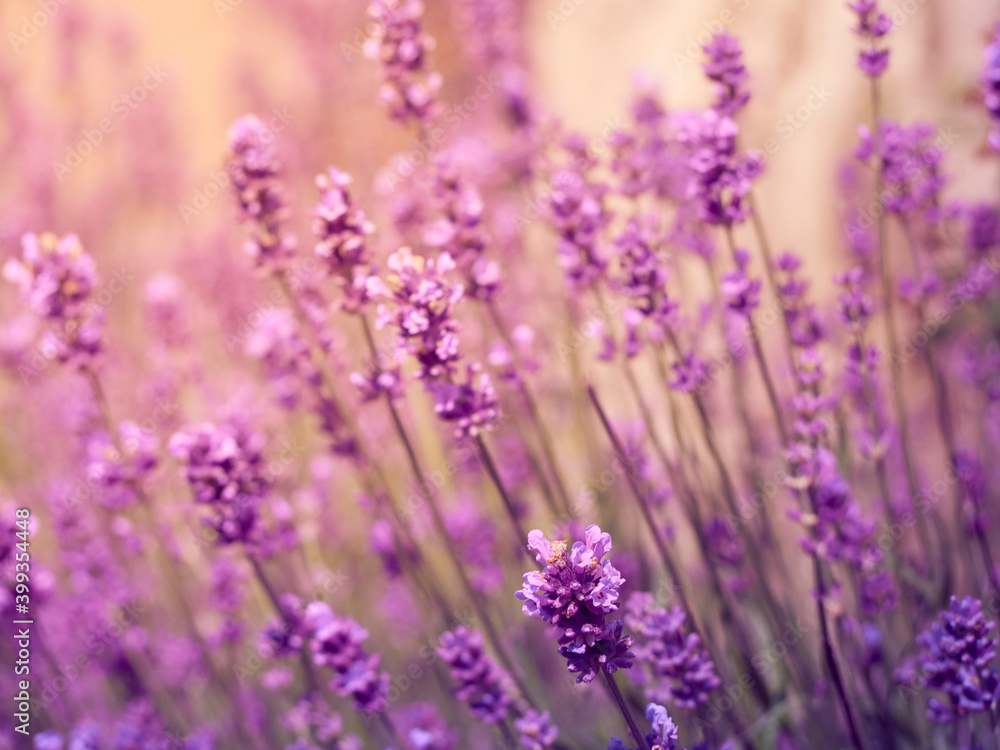 Obraz premium Soft focus on lavender flowers.