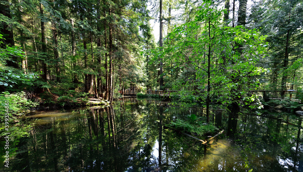 Fototapeta premium VANCOUVER, BRITISH COLUMBIA, CANADA, MAY 31, 2019: Small lake in the River Regional Park in North Vancouver, Capilano is famouse for Suspension Bridge is 460 feet long and 230 metres above the river.