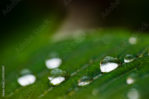 Fresh green leaf with dew drops closeup. Nature Background