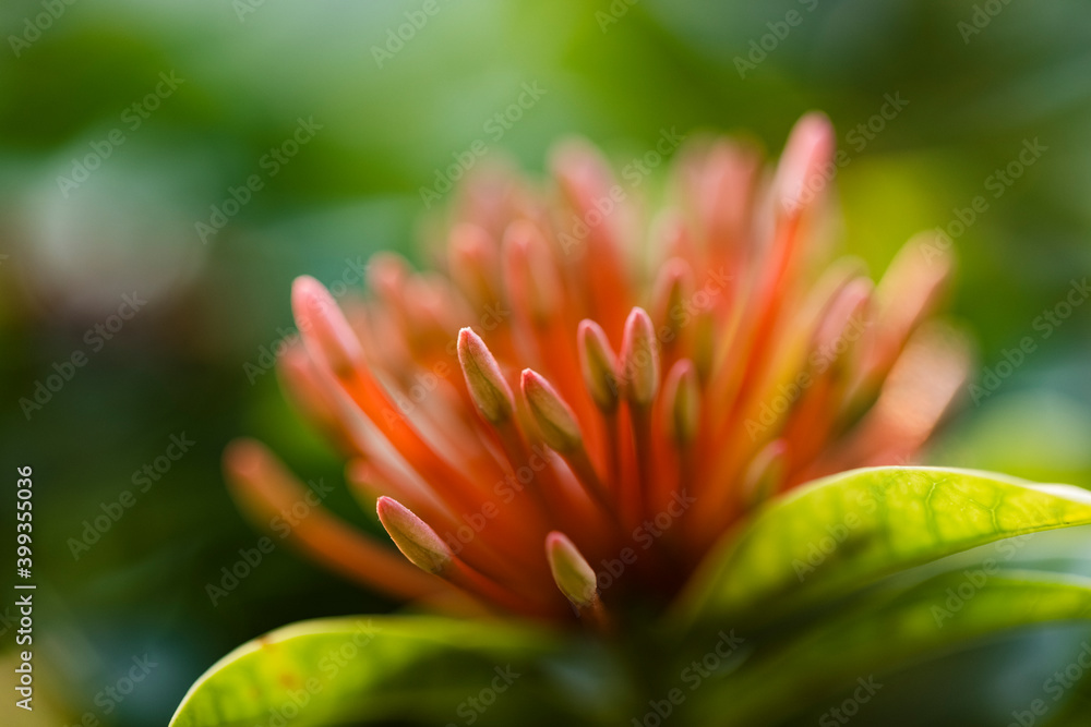 Beautiful plant with bunch of flower buds in evening light.