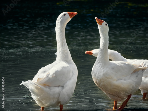 White geese in the river