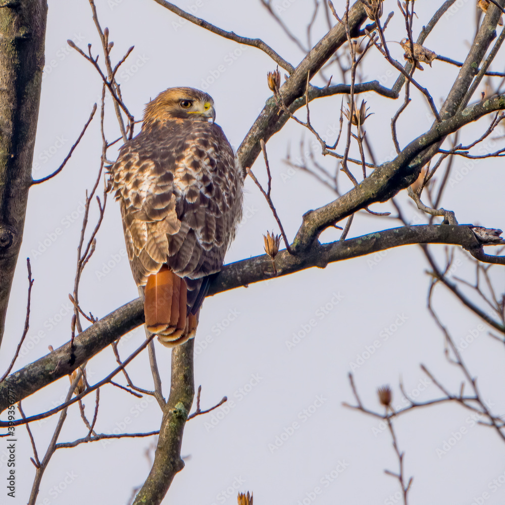 Red tailed Hawk perched on a Branch Red tailed Hawk perched on a Branch