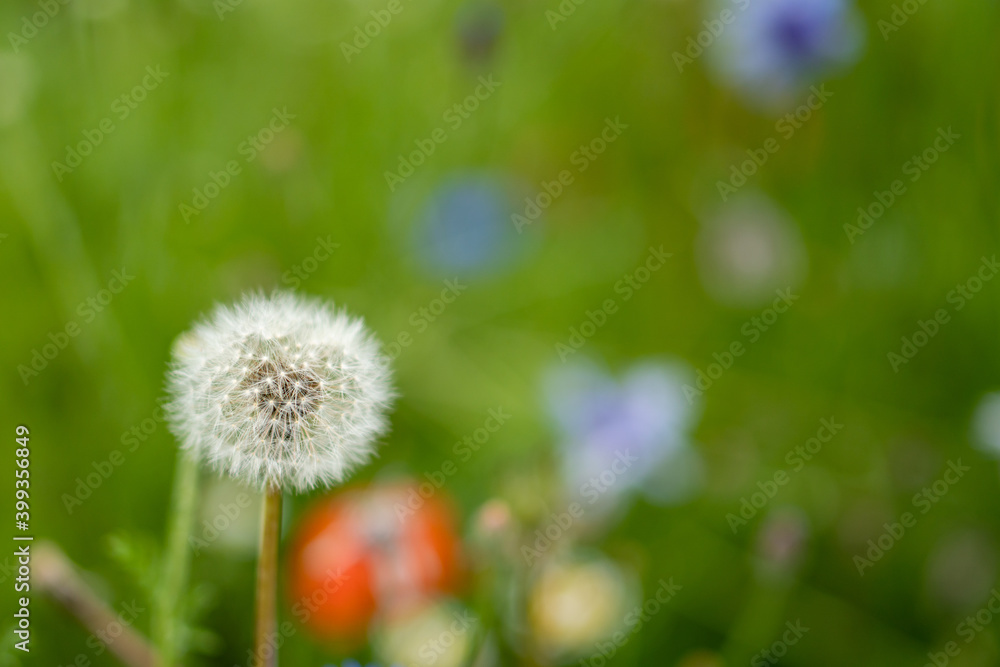 A fully blooming dandelion, green background. A fully blooming dandelion, green background.