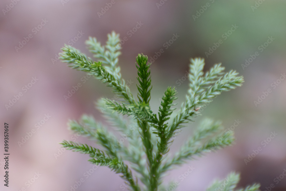 Close Up Of Growing Evergreen Tree Close Up Of Growing Evergreen Tree