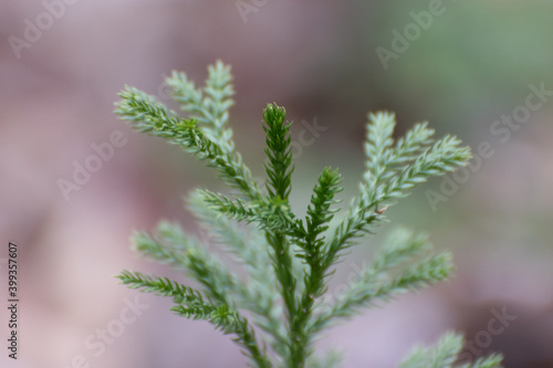Close Up Of Growing Evergreen Tree