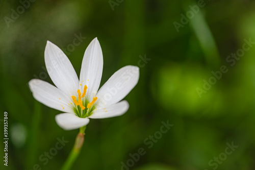 Beautiful white flower in bloom at garden